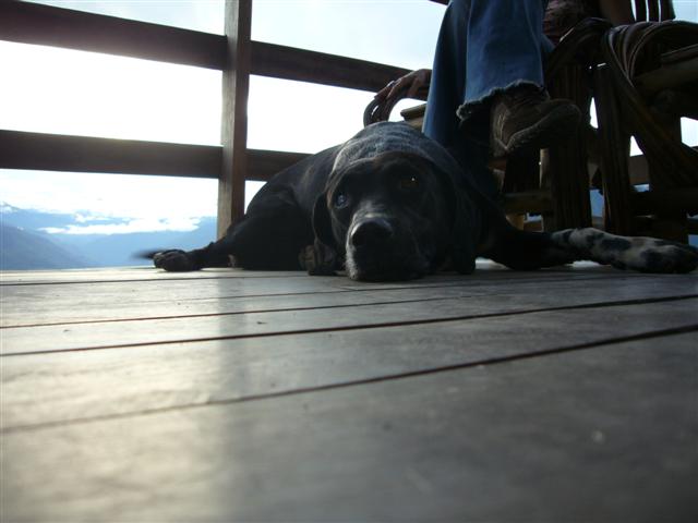 Our dog